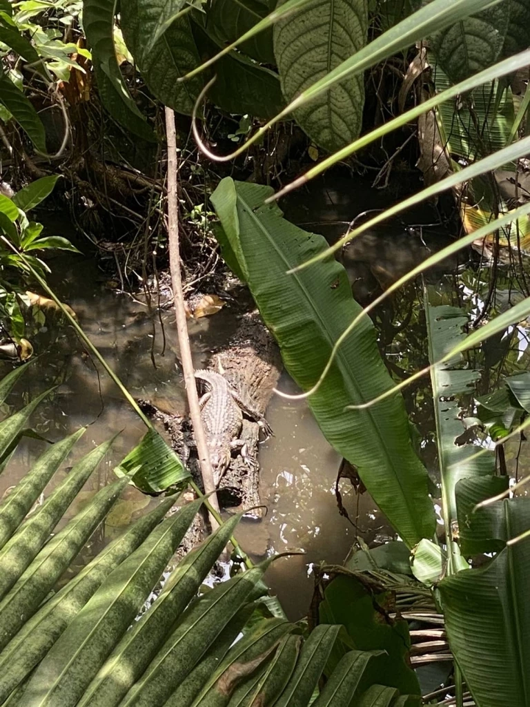 จระเข้ โผล่คูน้ำกลางบ้านพัก ซอยเจริญกรุง 107