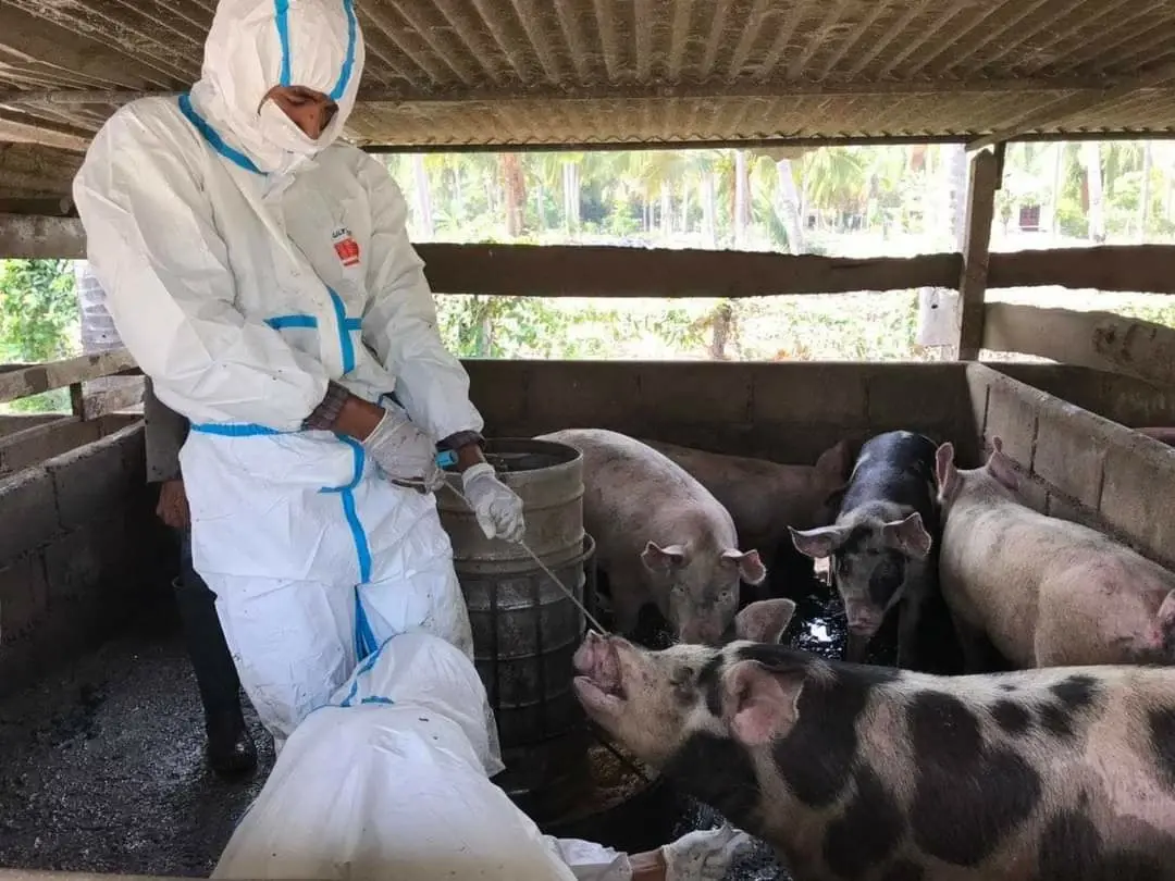 "หมูไทย"ปลอด ASF มากกว่า 50 วัน ลุยช่วยเกษตรกรรายย่อย ตั้ง Pig Sandbox สู้โรค
