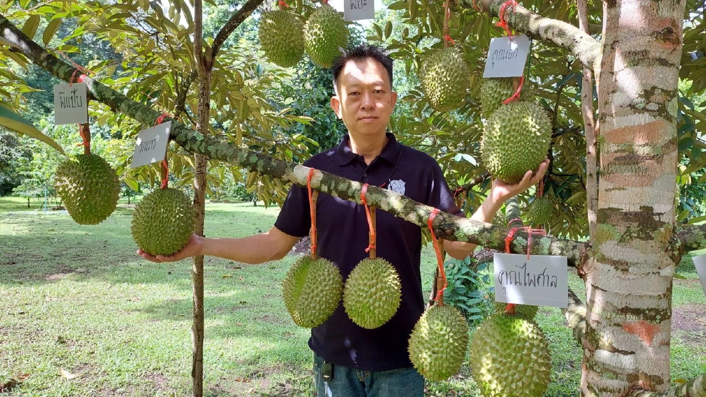 "ทุเรียนน้ำแร่”เคาะราคากก.ละ2,000บาทช่วยไกด์ตกงาน