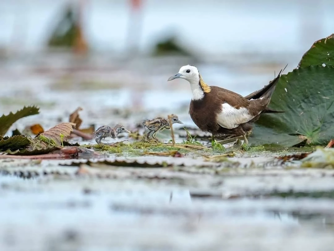 น่ารัก เพจอุทยานแห่งชาติฯ โชว์ภาพน้องลูกนกอีแจวเกิดใหม่ที่บึงบอระเพ็ด