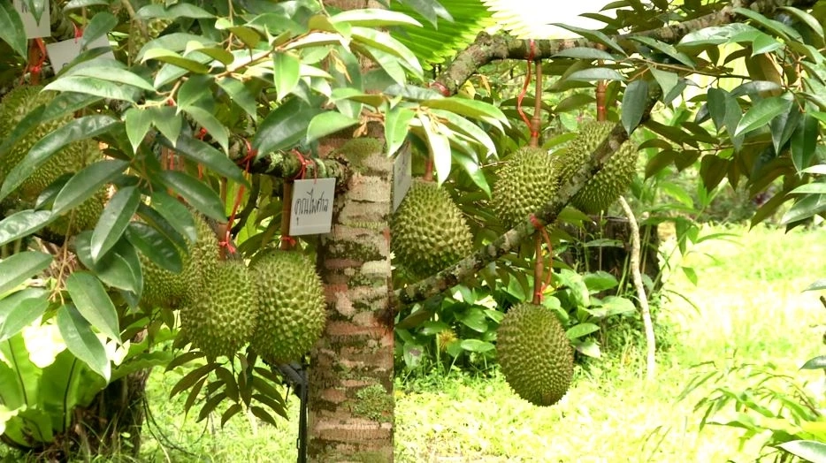 "ทุเรียนน้ำแร่”เคาะราคากก.ละ2,000บาทช่วยไกด์ตกงาน