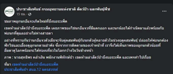 น่ารัก เพจอุทยานแห่งชาติฯ โชว์ภาพน้องลูกนกอีแจวเกิดใหม่ที่บึงบอระเพ็ด