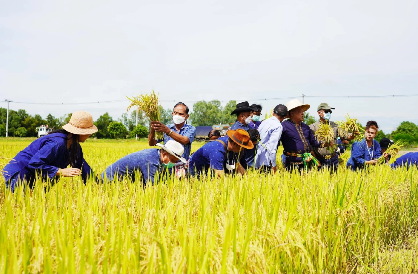 "ชัช เตาปูน” ลุยนาที่อยุธยา เกี่ยวข้าวที่ปลูกไว้แจกจ่ายช่วยเหลือคนยากจน
