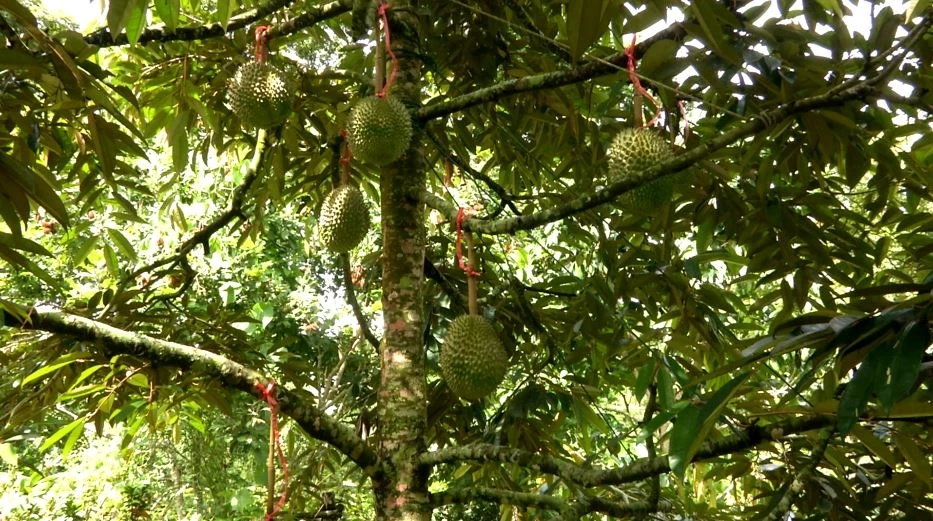 "ทุเรียนน้ำแร่”เคาะราคากก.ละ2,000บาทช่วยไกด์ตกงาน