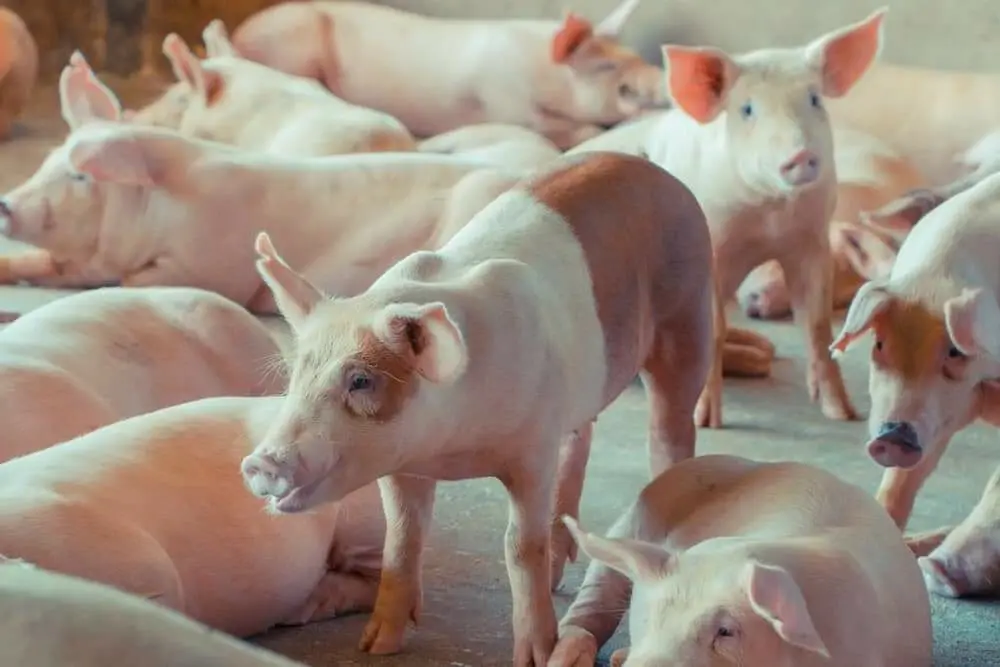 "หมูไทย"ปลอด ASF มากกว่า 50 วัน ลุยช่วยเกษตรกรรายย่อย ตั้ง Pig Sandbox สู้โรค