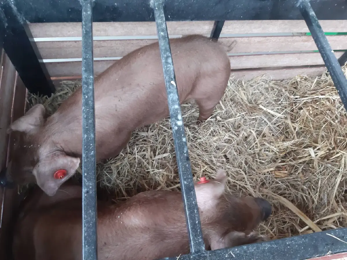 สหกรณ์ฯเซกา หนุน สุกร 3 สายพันธุ์” หวังสมาชิก“แก้จน พ้นหนี้ วิถีคนเซกา”