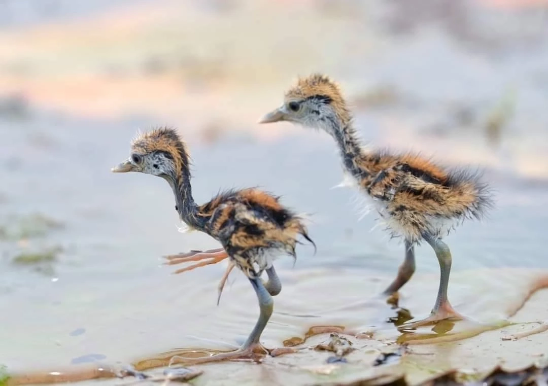 น่ารัก เพจอุทยานแห่งชาติฯ โชว์ภาพน้องลูกนกอีแจวเกิดใหม่ที่บึงบอระเพ็ด