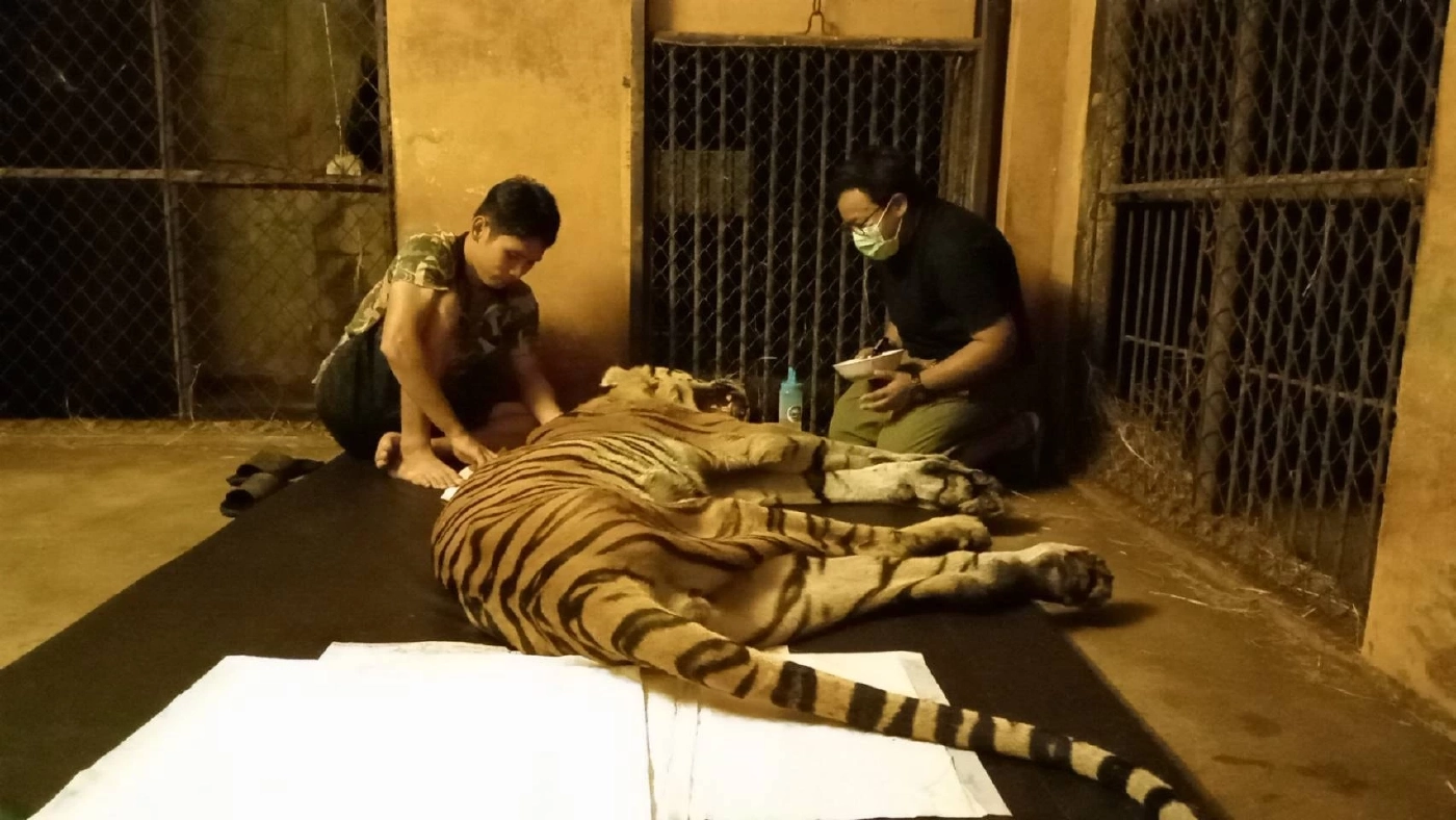 กรมอุทยานฯ อัปเดตอาการ "ปู่ลายแทง" เสือโคร่งขวัญใจบึงฉวาก จนท.ดูแลใกล้ชิด