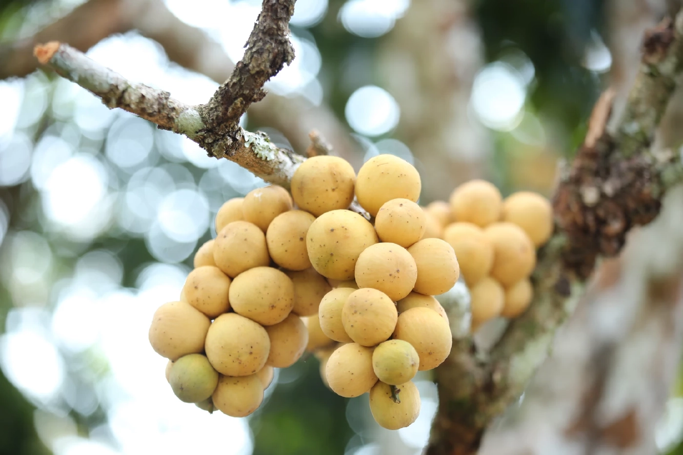 “ลองกอง” ยะลา