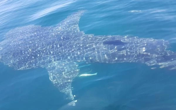 ฉลามวาฬแห่งเกาะลันตาที่ นทท. บันทึกภาพไว้ไได้