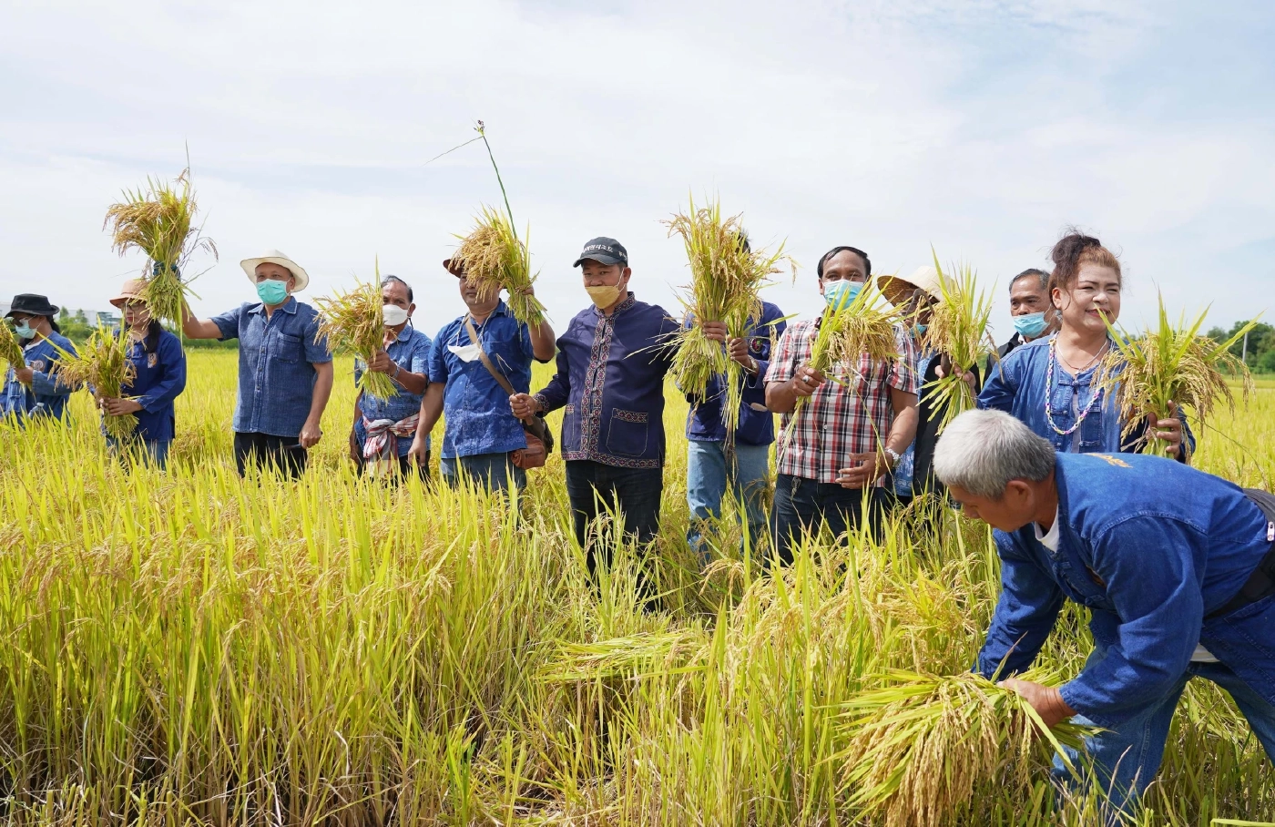 "ชัช เตาปูน” ลุยนาที่อยุธยา เกี่ยวข้าวที่ปลูกไว้แจกจ่ายช่วยเหลือคนยากจน