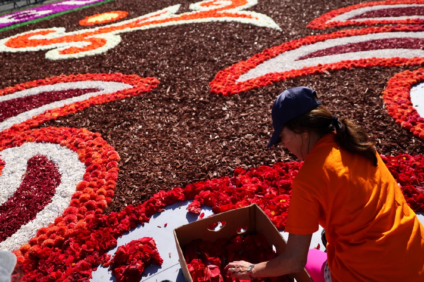 ประมวลภาพเทศกาล "พรมดอกไม้" ในเบลเยียม งดงามเหนือคำบรรยาย