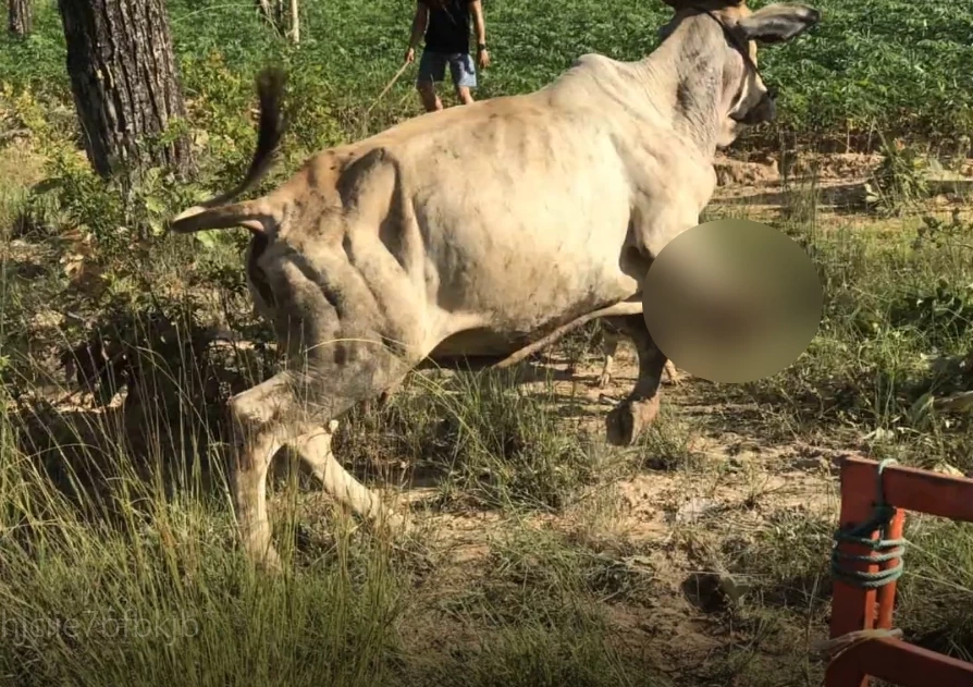 ระเบิดสังหารบึ้มสนั่น "ตาพระยา" วัวชาวบ้านเหยียบขาหน้าขาด