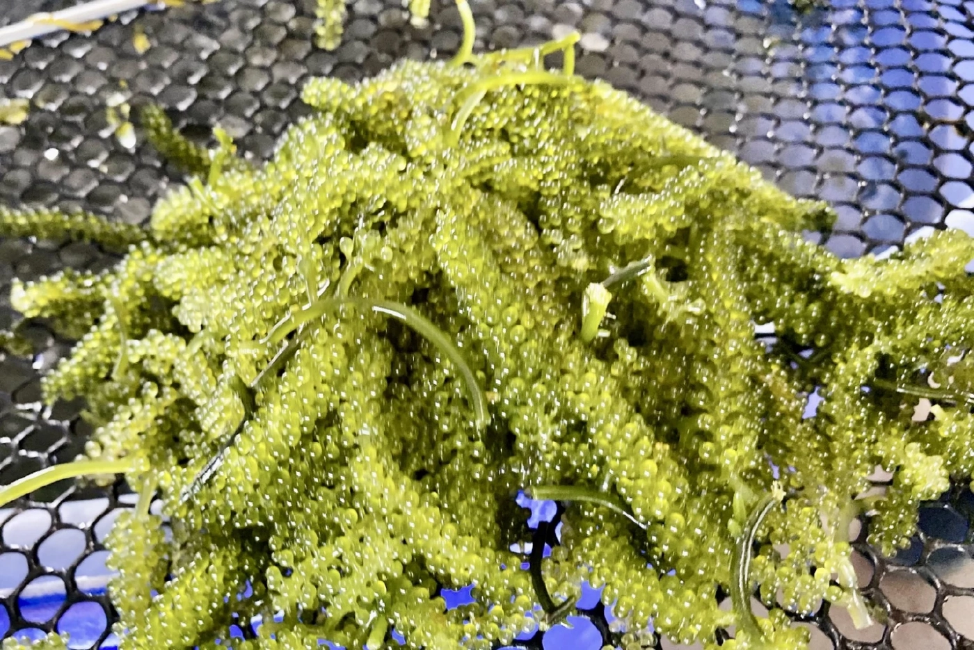 "สาหร่ายพวงองุ่น เพชรบุรี" ปชช.มีรายได้ ชุมชนมั่นคง