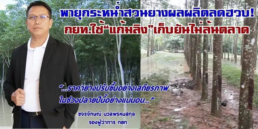 กยท.เดินหน้า "แก้มลิงยาง"บรรเทาผลกระทบพายุ ไม่ล้นตลาด
