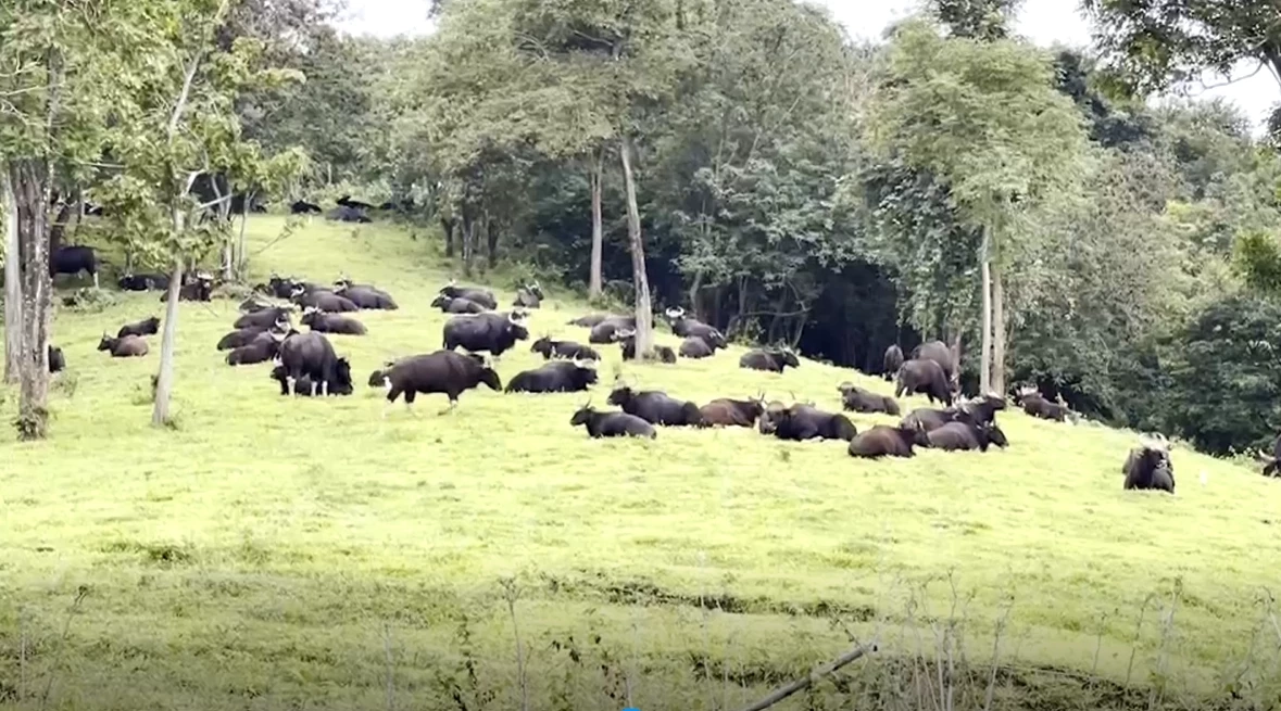 ตื่นตาตื่นใจ ฝูงกระทิงป่าเขาแผงม้า อวดโฉม นนท. ชมอย่างใกล้ชิด