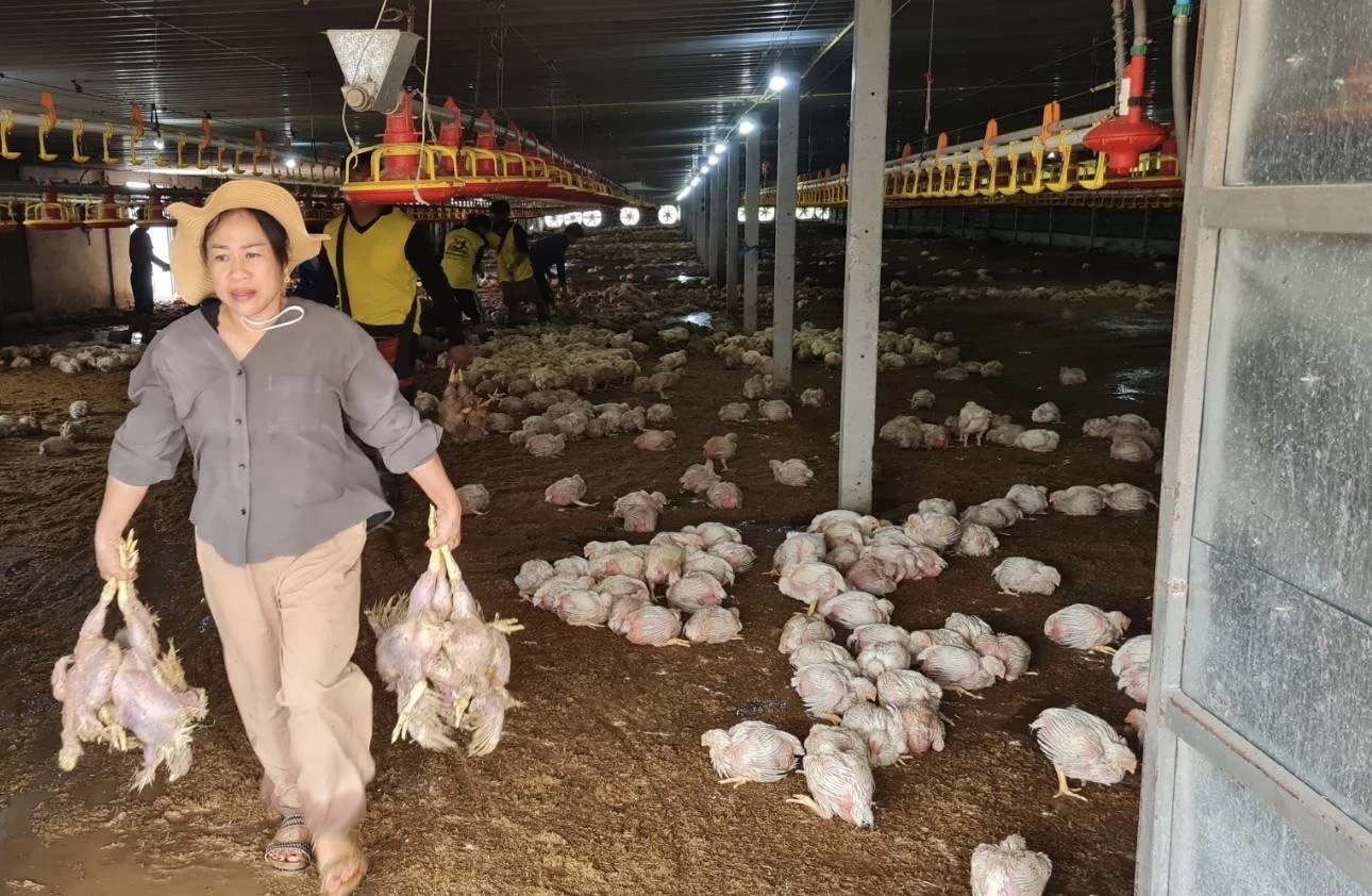 อ่วม น้ำป่าทะลัก อ.แกลง ท่วมฟาร์มไก่ ตายยกฟาร์ม 1.4 แสนตัว