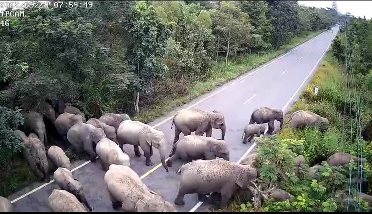 ตะลึง โขลงช้างป่าเขาอ่างฤาไนข้ามถนน เห็นจำนวนถึงกลับต้องถอย (มีคลิป)
