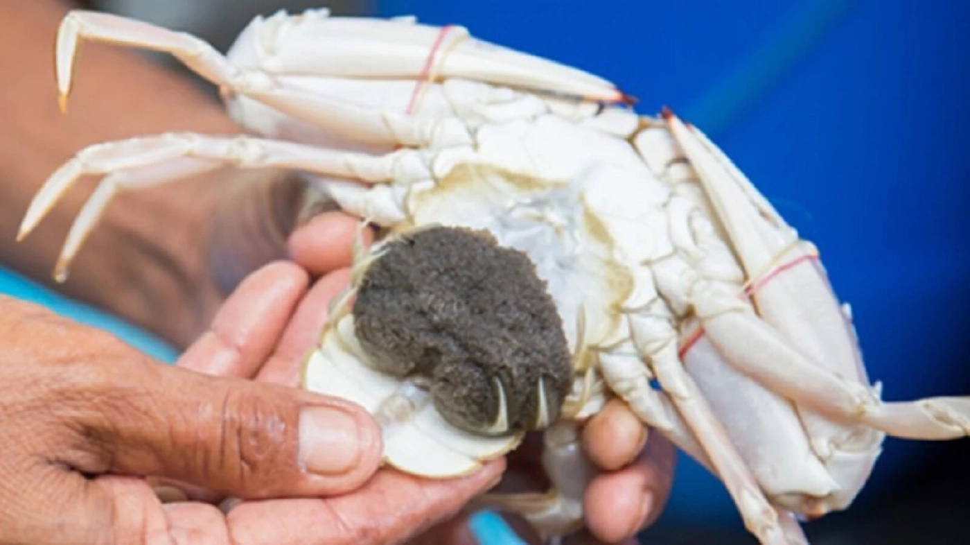 ปูม้า บ้านแหลมโพธิ์  จ.สุราษฎร์ธานี 