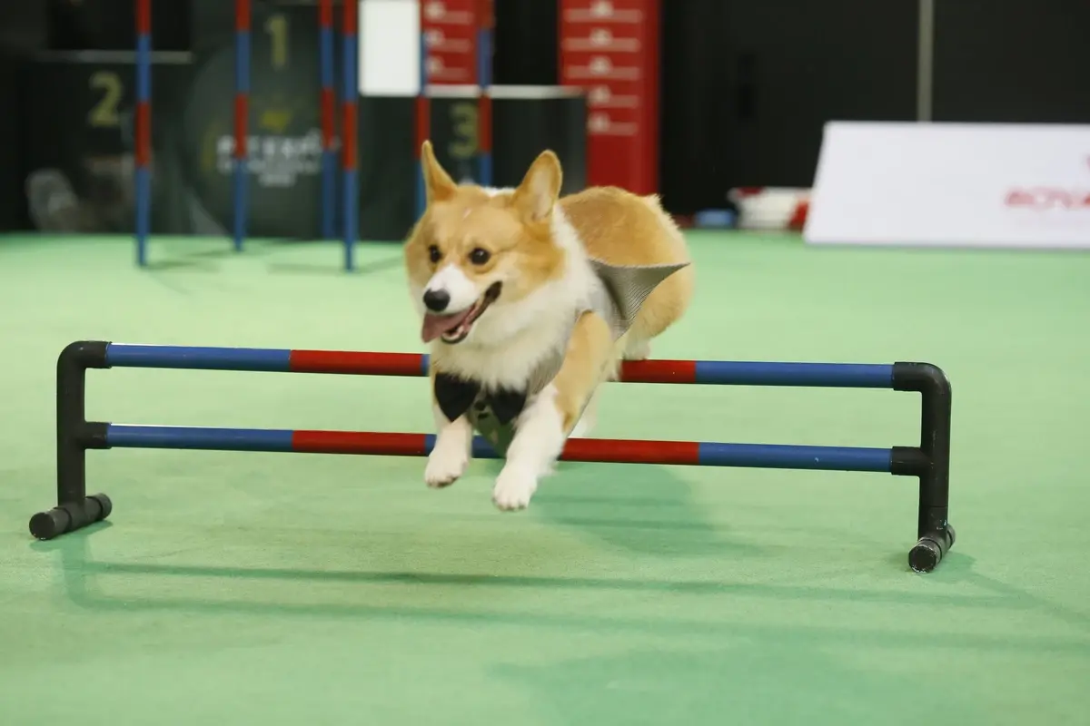 เริ่มแล้ว!  "PET EXPO 2022" งานคนรักสัตว์