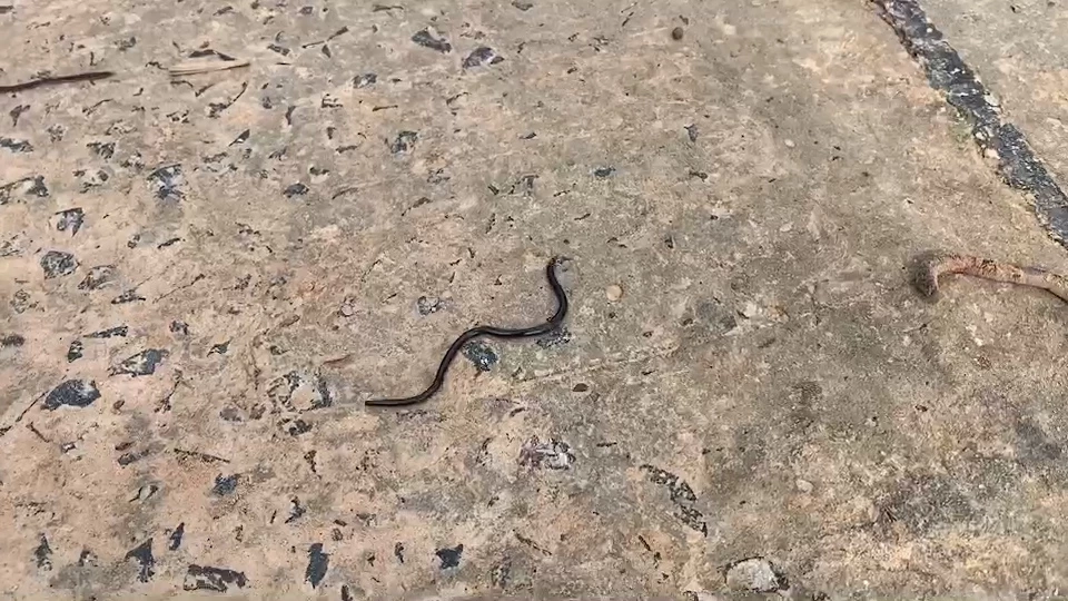 ชาวสุรินทร์พลิกวิกฤตให้เป็นโอกาส จับไส้เดือนขายสร้างรายได้ช่วงน้ำท่วม