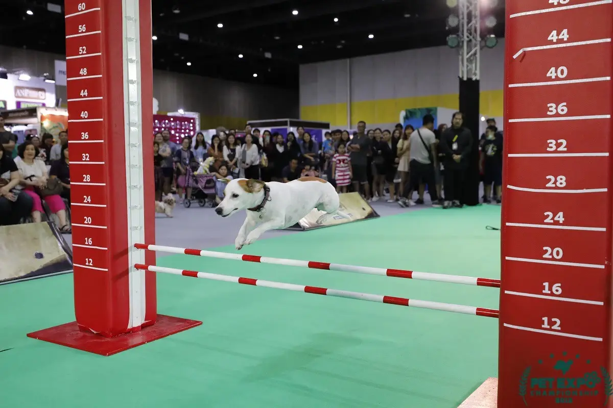 นับถอยหลัง เตรียมพบกับ "PET EXPO CHAMPIONSHIP 2022"
