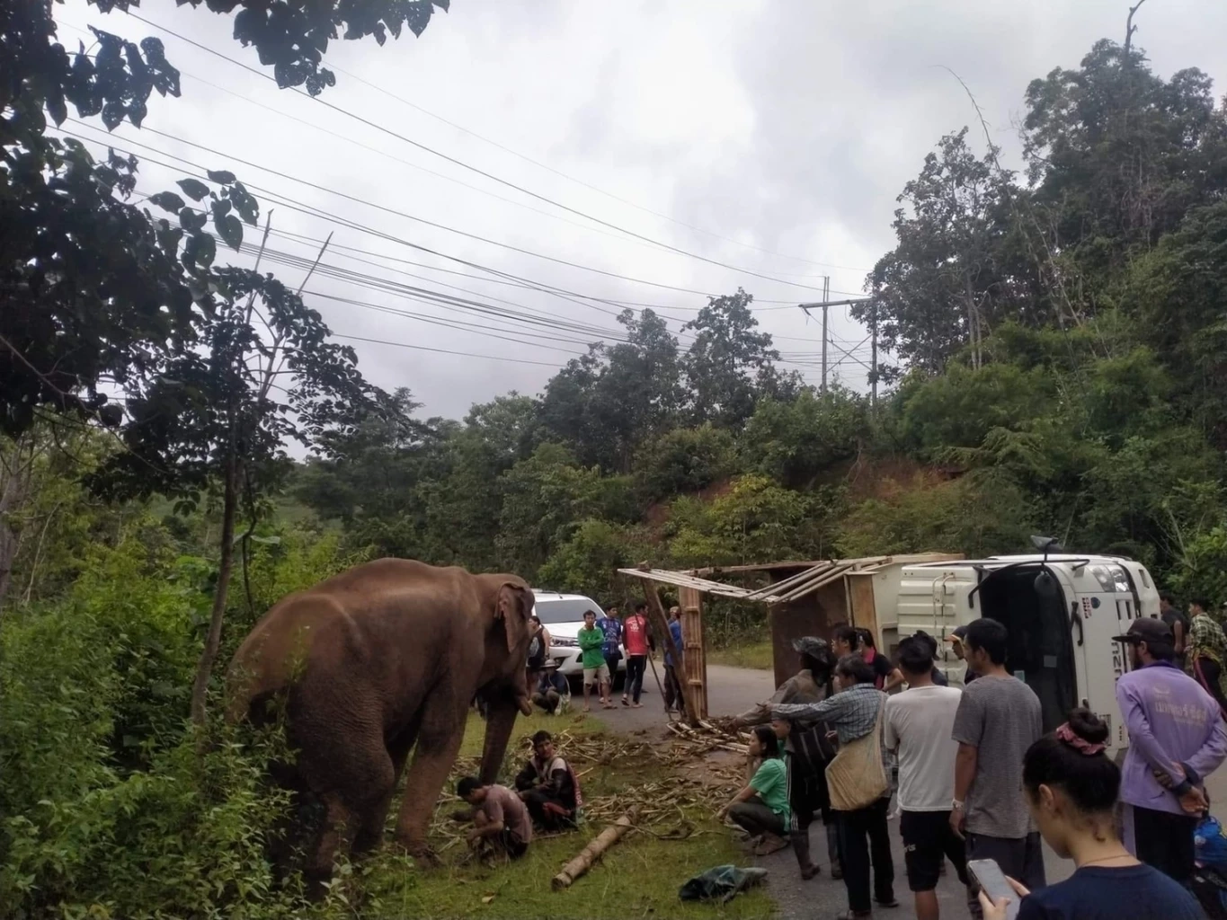 หวิดเศร้า รถขนช้างพลิกคว่ำที่แม่แจ่ม ช้างหมดสติไปพักใหญ่ โชคดีที่ฟื้น
