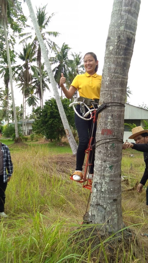 กรมวิชาการเกษตร ปั้นโมเดล "สวนมะพร้าวไร้แรงงานลิง" หนุนส่งออก2หมื่นล้าน