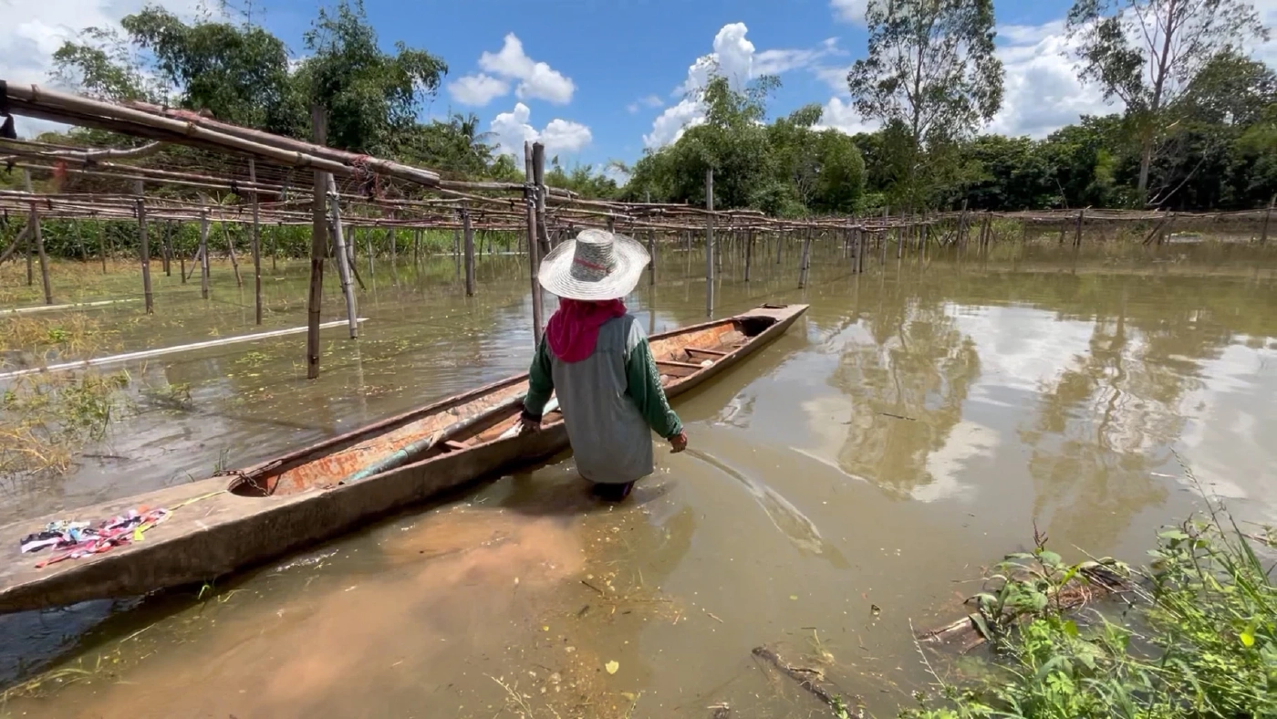 เกษตรกรโอดเพิ่งเก็บผลผลิตขายเพียงครั้งเดียวน้ำเข้าท่วมหวั่นเสียหาย