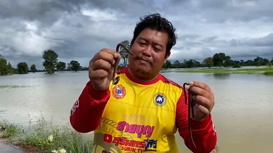 ชาวสุรินทร์พลิกวิกฤตให้เป็นโอกาส จับไส้เดือนขายสร้างรายได้ช่วงน้ำท่วม