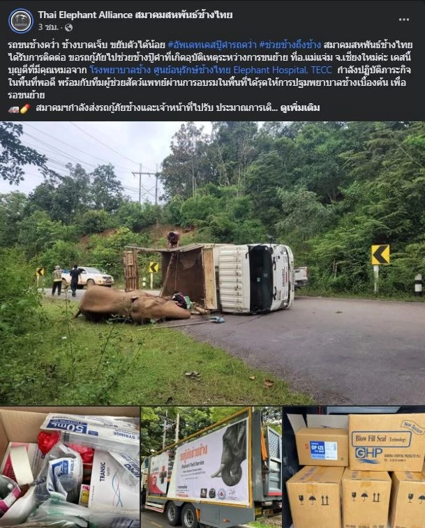 หวิดเศร้า รถขนช้างพลิกคว่ำที่แม่แจ่ม ช้างหมดสติไปพักใหญ่ โชคดีที่ฟื้น