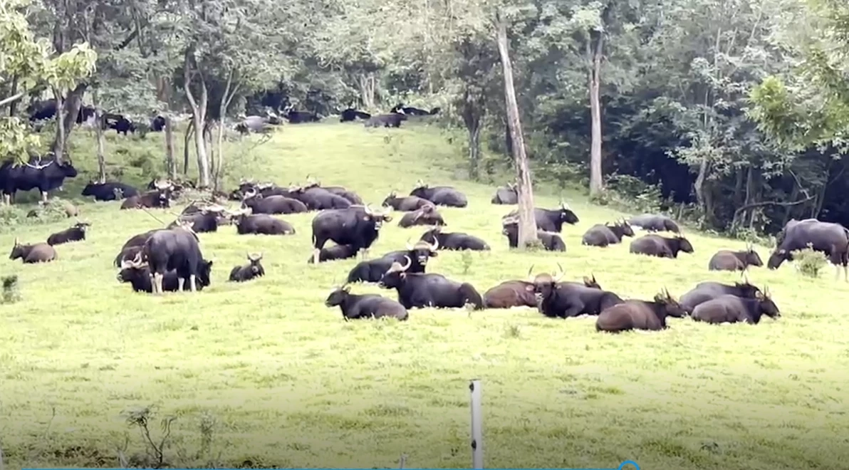 ตื่นตาตื่นใจ ฝูงกระทิงป่าเขาแผงม้า อวดโฉม นนท. ชมอย่างใกล้ชิด