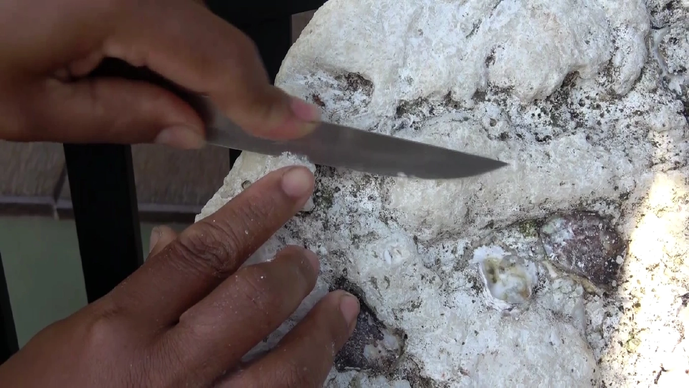 อำพันทะเล หรือ อ้วกปลาวาฬ 