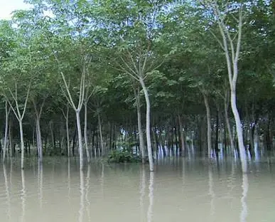 กยท.เดินหน้า "แก้มลิงยาง"บรรเทาผลกระทบพายุ ไม่ล้นตลาด