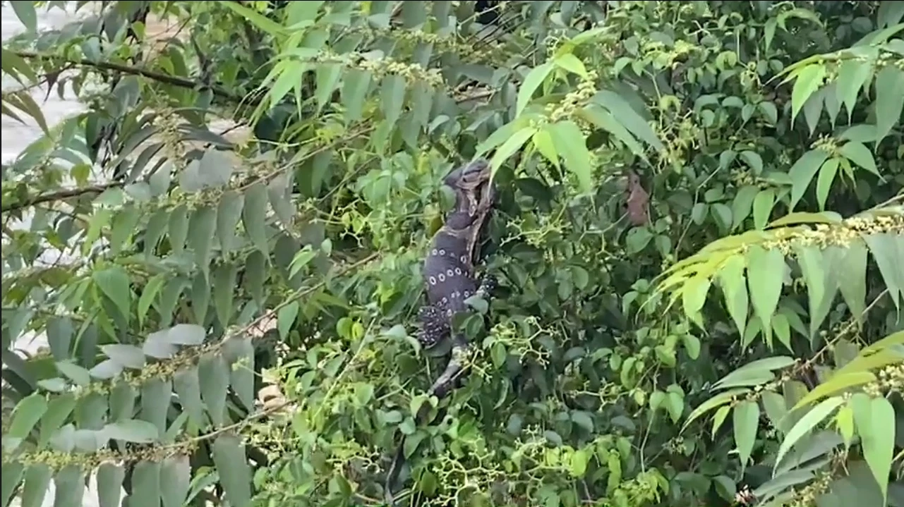 ใครใช่แค่มนุษย์ที่ผู้ประสบภัย น้องก็เหมือนกัน