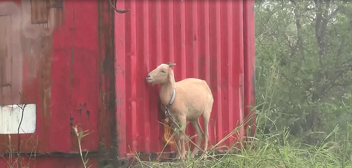 พายุไต้ฝุ่น “หมุ่ยฟ้า” ส่งผลฝนตกหนักบนเกาะในภาคใต้ญี่ปุ่น