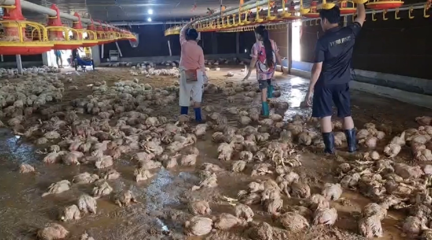 อ่วม น้ำป่าทะลัก อ.แกลง ท่วมฟาร์มไก่ ตายยกฟาร์ม 1.4 แสนตัว