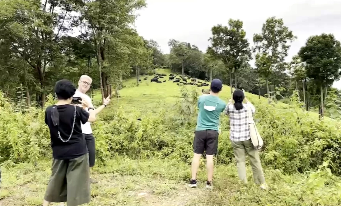 ตื่นตาตื่นใจ ฝูงกระทิงป่าเขาแผงม้า อวดโฉม นนท. ชมอย่างใกล้ชิด