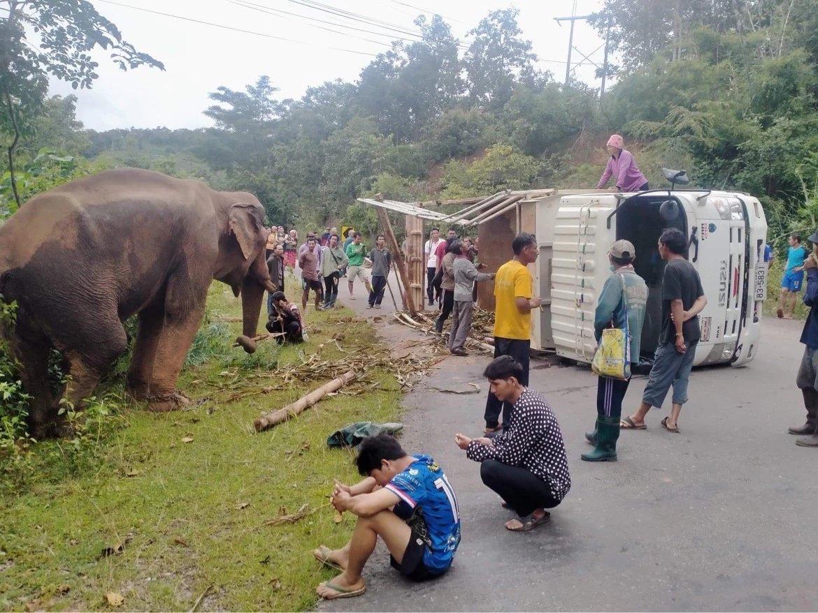 หวิดเศร้า รถขนช้างพลิกคว่ำที่แม่แจ่ม ช้างหมดสติไปพักใหญ่ โชคดีที่ฟื้น