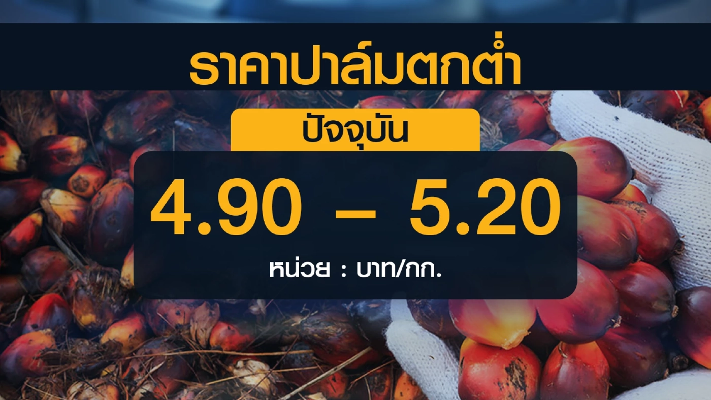 ชาวสวนปาล์มสะอื้น! ราคาดิ่งเหลือ 5 บาท/กิโลกรัม