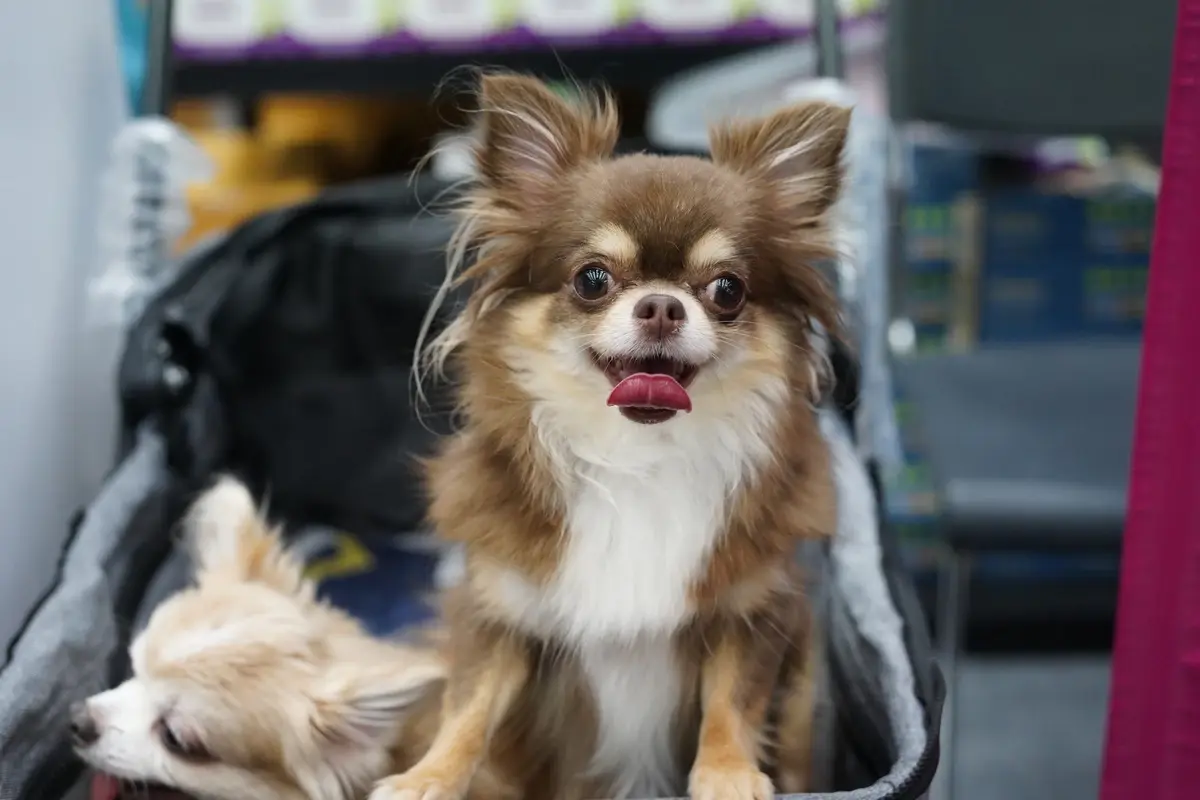 เริ่มแล้ว!  "PET EXPO 2022" งานคนรักสัตว์