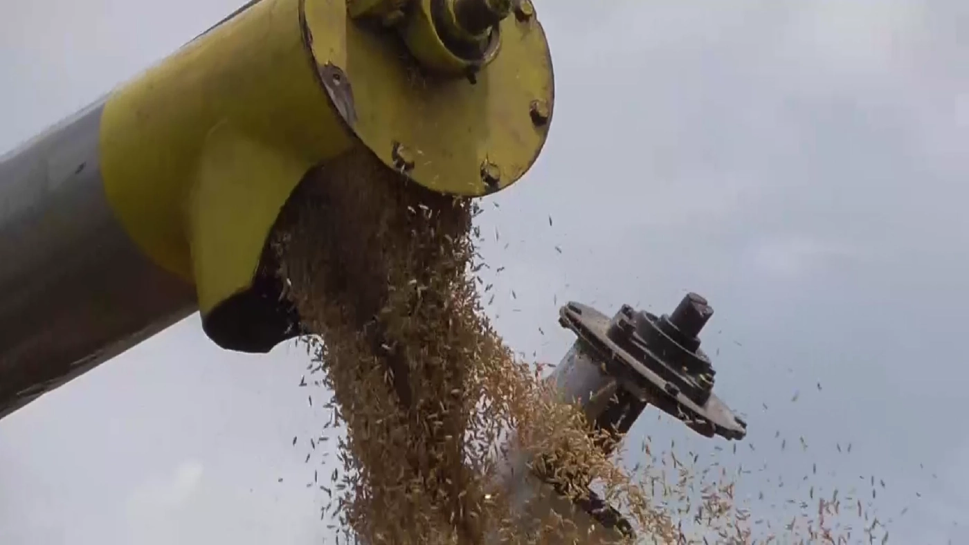 เร่งเกี่ยวข้าวหนีฝน แม้ได้ราคาไม่คุ้มต้นทุน