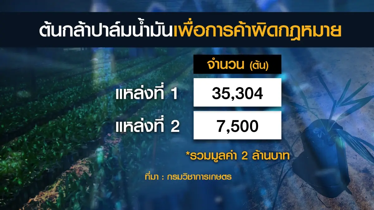 บุกยึด 'ต้นกล้าปาล์มน้ำมัน' เถื่อน มูลค่ากว่า 2 ล้าน