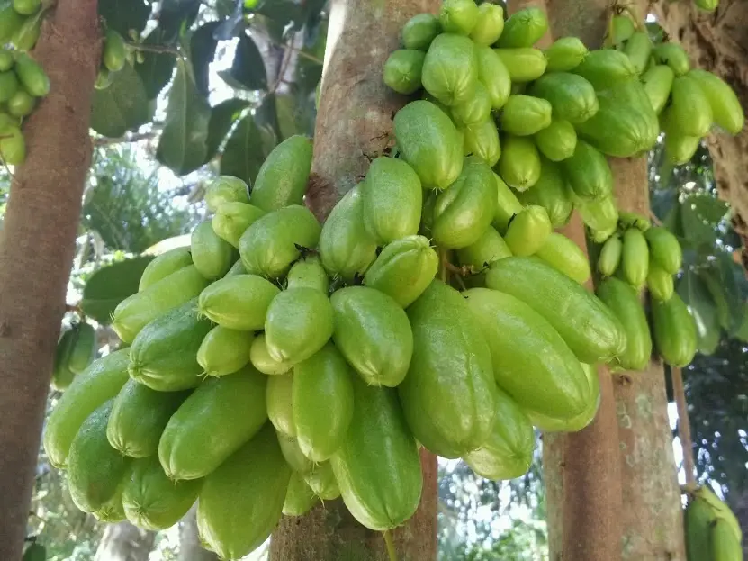 เพจดังเตือนรุ่นพี่อย่ารับน้องบังคับกิน "ตะลิงปลิง" ชี้กินเยอะถึงตาย