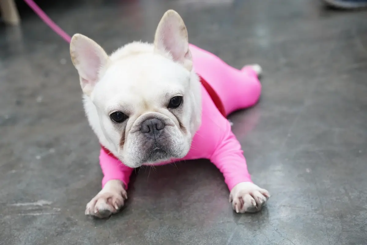 เริ่มแล้ว!  "PET EXPO 2022" งานคนรักสัตว์