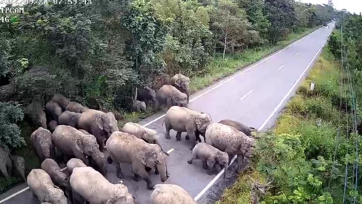 ตะลึง โขลงช้างป่าเขาอ่างฤาไนข้ามถนน เห็นจำนวนถึงกลับต้องถอย (มีคลิป)