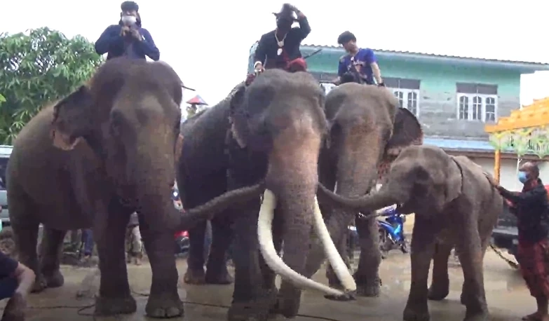 “น้องฟิล์ม” สิงร่างทรงบอกลาช้างคู่ใจ พ่อแม่รับยังทำใจไม่ได้ (มีคลิป)