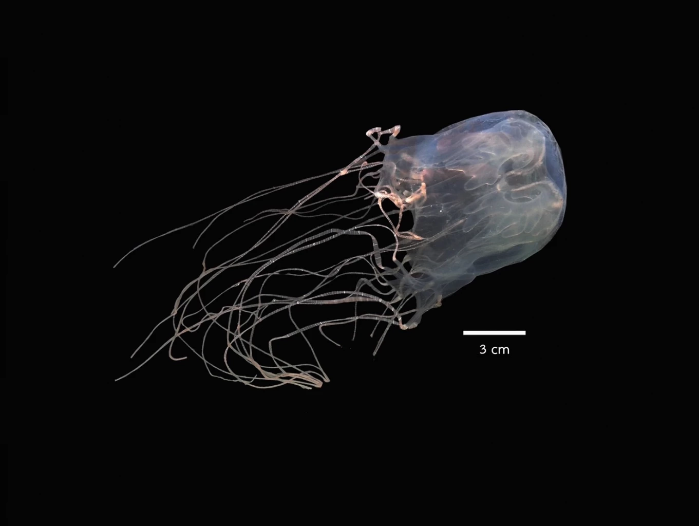 ลักษณะแมงกะพรุงกล่องชนิดต่าง ๆ 