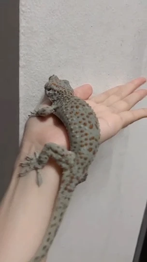 สาวผู้แข็งแกร่งตัวจริง จับ “ตุ๊กแก” ด้วยมือเปล่านำไปปล่อย