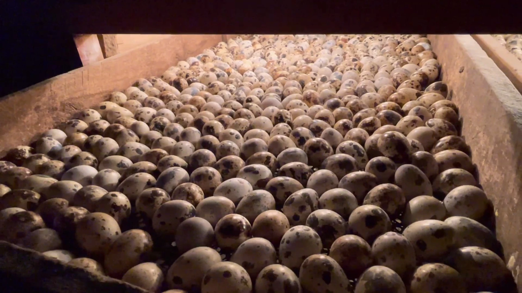 เจ้าแรกใน จังหวัดตรัง เลี้ยง “นกกระทา” ครบวงจรขายสร้างรายได้